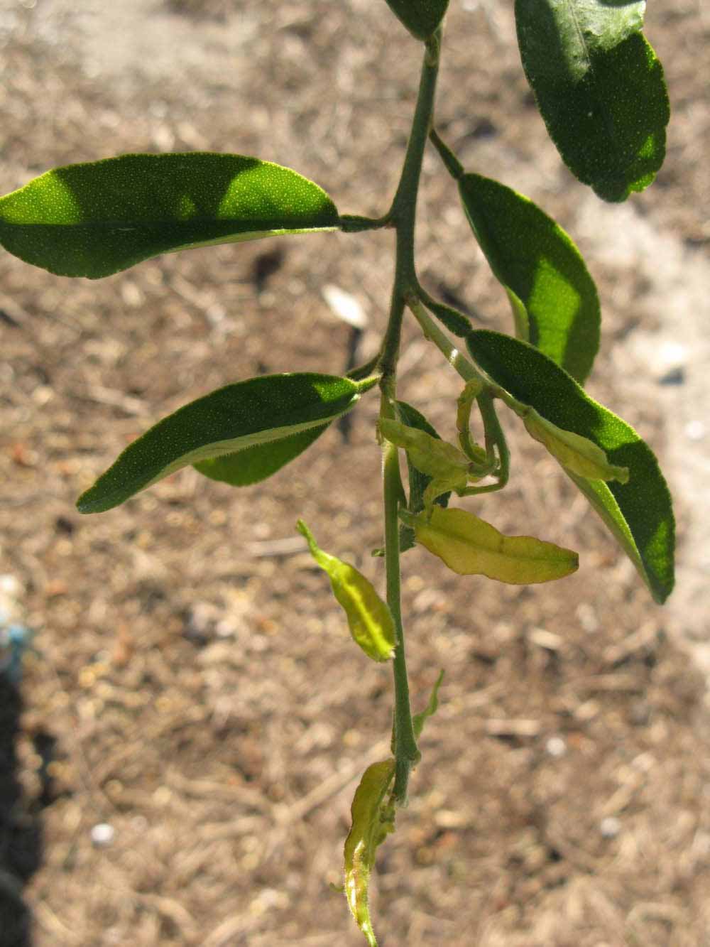            Shade leaves (Winter Haven, FL)   
